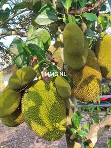 Lanchang Pahang durian plantation freehold for sale