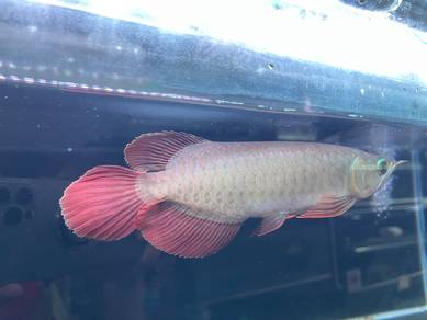Super red arowana