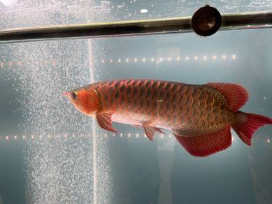Sepauk arowana