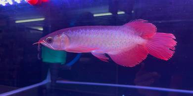 Super red arowana