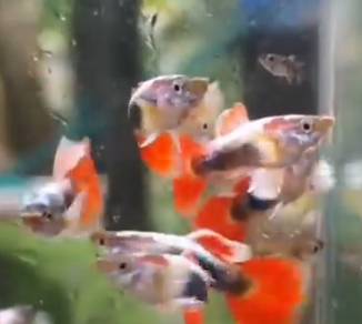 Santa Claus Guppy sepasang