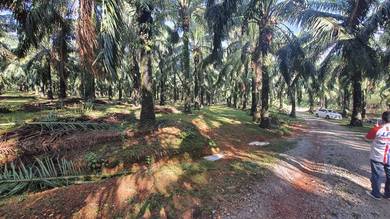 Tanah Near Tmn Kelisa Ria Sg Petani