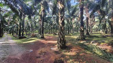 Tanah Near Tmn Kelisa Ria Sg Petani
