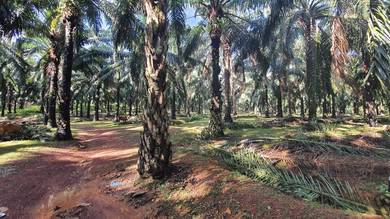 Tanah Near Tmn Kelisa Ria Sg Petani