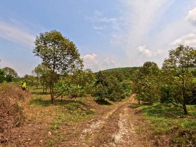 Senai Kulai Seelong 7.95 Acre Musang King Durian Land 6-7 years Fenced