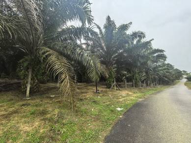 Sungai Tiram 59 Acre Zoning Industrial Land Rm12 psf Normal Car Access