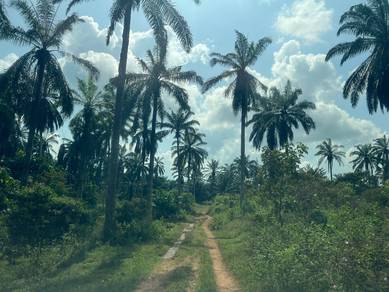18.72 acres Agricultural Land with PALM OIL Tree