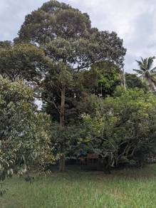 Tanah Dusun Nilai Negeri Sembilan