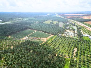 Kulai Sengkang 18 Acre Palm Oil Freehold International Reserve Road