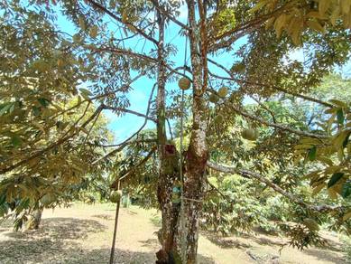 For Sale Durian Farm Yan Singkir Kedah