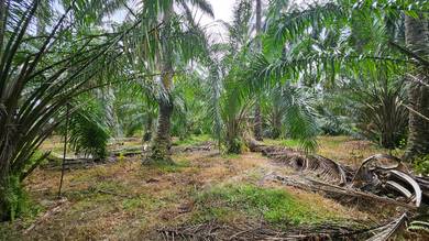 Kebun Kelapa Sawit Di Layang-Layang Kanan Parit Untuk Dijual