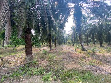 Parit Raja Palm Oil Land for Sale