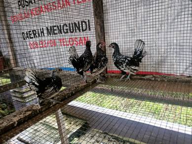 ayam batik silver
