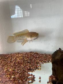 Channa Stewatii