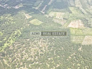 2 Lot Tanah Pagoh Untuk Dijual l 75 Acre & 4.694 Acre l Open category