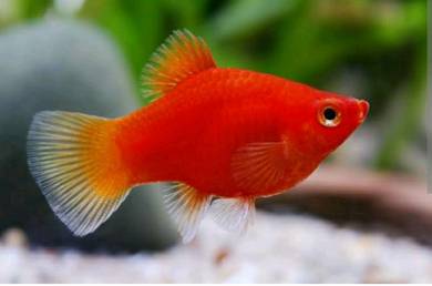 10 ekor Ikan red/black moon