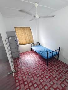 Mawar Kajang LELAKI