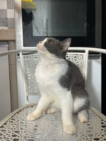 Scottish Cat