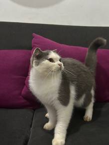 Scottish Cat