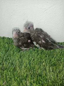 Anak cocktail