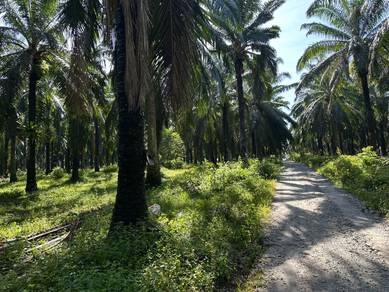 GURUN POKOK TAI JALAN JENUN AGRICULTURE LAND Nr KOLEJ MATRIKULASI