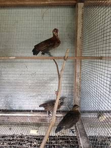Anak ayam hutan