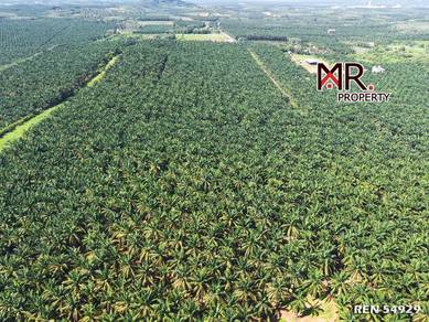 Commercial-Land-for-sale-Pendang-Kedah