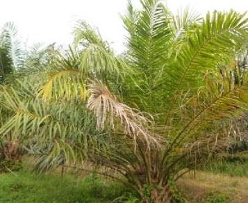 Land-for-sale-Bagan-Serai-Perak