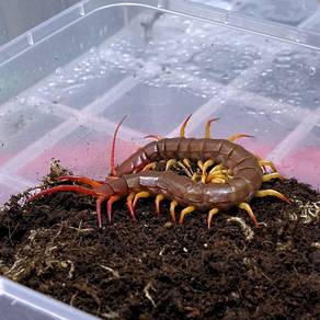 Thailand Red Flame Tip Centipede | S. Dehaani sp.