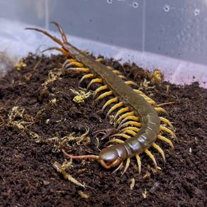 Thailand Black Flame Tip Centipede | S. Dehaani sp