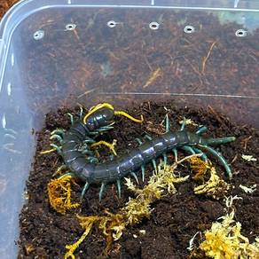 Borneo Blue Centipede | Ethmostigmus sp.
