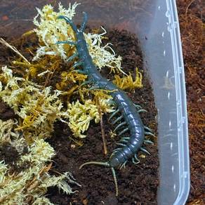 Borneo Blue Centipede | Ethmostigmus sp.