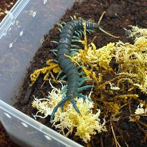Borneo Blue Centipede | Ethmostigmus sp.