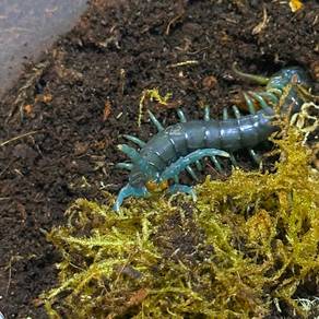Borneo Blue Centipede | Ethmostigmus sp.