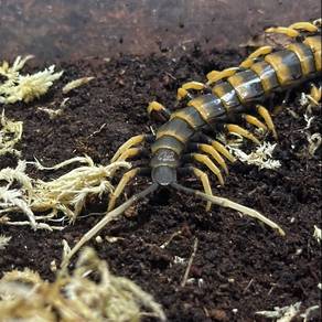 Scolopendra Sp. Pice of Lava Centipede
