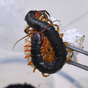 Chinese Tiger Leg Centipede | Scolopendra Hainanum