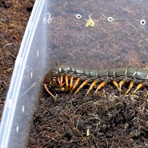 Chinese Tiger Leg Centipede | Scolopendra Hainanum