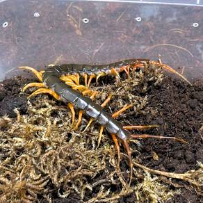 Chinese Tiger Leg Centipede | Scolopendra Hainanum