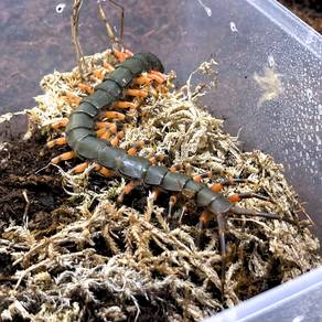 Chinese Tiger Leg Centipede | Scolopendra Hainanum