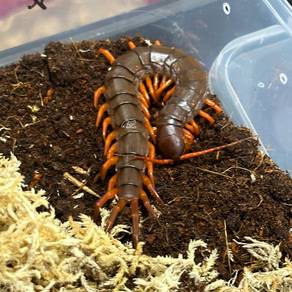 Vietnam Giant Orange Legs Centipede | S. Dehaani