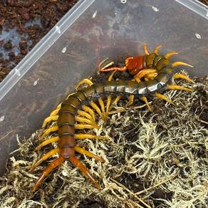 Chinese Beauty Centipede | Scolopendra Multidens