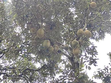 Agricultural-Land-for-sale-Seremban-Negeri-Sembilan