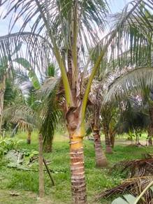 KEBUN KELAPA UNTUK DIJUAL DI JALAN GAMBANG KUANTAN DEKAT LEPAR Pahang