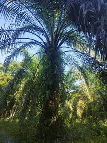Agricultural-Land-for-sale-Beaufort-Sabah