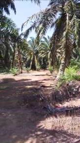 Agricultural-Land-for-sale-Muar-Johor
