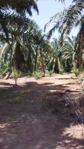 Agricultural-Land-for-sale-Muar-Johor-2