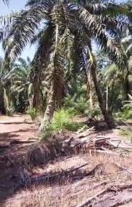 Agricultural-Land-for-sale-Muar-Johor-3