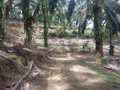FREEHOLD Tanah Sawit 3.9 ekar Kg Pening Semenyih
