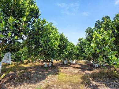 Freehold harvesting agro-tourism orchard farm