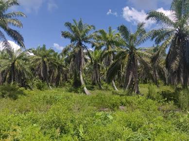 Asajaya Perpetuity Sadong First Lot  - Mixed Zone Land For Sale 🌳